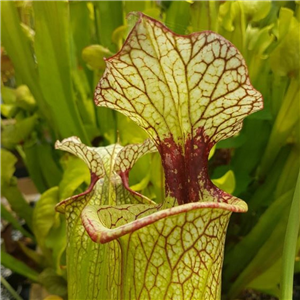 Sarracenia x H 115 x moorei Leigh Wilkerson