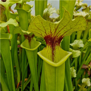 Sarracenia x H 116 x moorei Leiden Botanic Garden