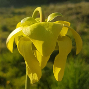 Sarracenia x H 116 x moorei Leiden Botanic Garden