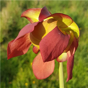 Sarracenia x H 117 x moorei