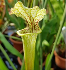 Sarracenia x H 117 x moorei