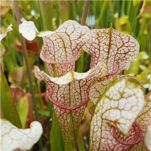 Sarracenia x H 119 (Camisole x Jenny Helen)