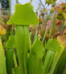 Sarracenia x H 11A catesbyi heterophylla Chris Heath