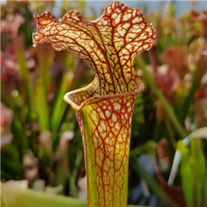 Sarracenia x H 120 x moorei