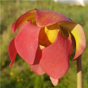 Sarracenia x H 120 x moorei