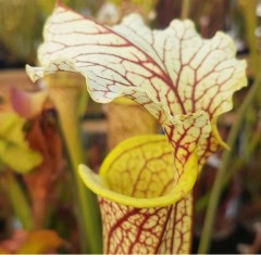 Sarracenia x H 120 x moorei