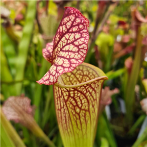 Sarracenia x H 120 x moorei