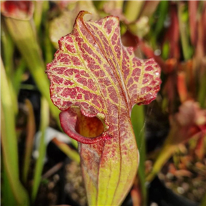 Sarracenia x H 121 Snakes Skin