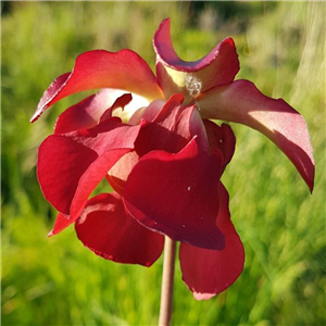 Sarracenia x H 122 Ghost