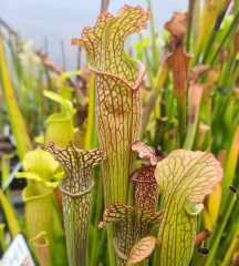 Sarracenia x H 122 Ghost