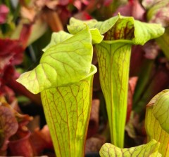 Sarracenia x H 123 Frogita