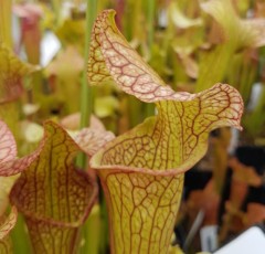 Sarracenia x H 125 x mitcheliana  Gods Gift