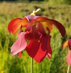 Sarracenia x H 125 x mitcheliana  Gods Gift