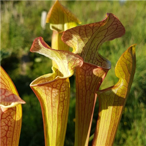 Sarracenia x H 125 x mitcheliana  Gods Gift