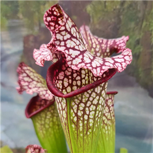 Sarracenia x H 126 leucophylla hybrid