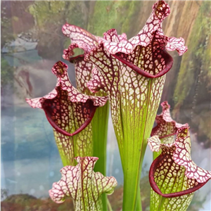 Sarracenia x H 126 leucophylla hybrid