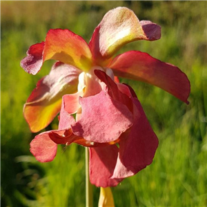 Sarracenia x H 127  (leucop hylla x S. x excellens)