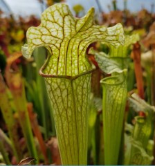 Sarracenia x H 127  (leucop hylla x S. x excellens)