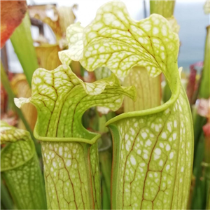 Sarracenia x H 127  (leucop hylla x S. x excellens)