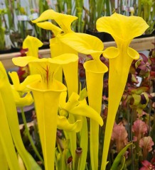 Sarracenia x H 128 x flava Goldie