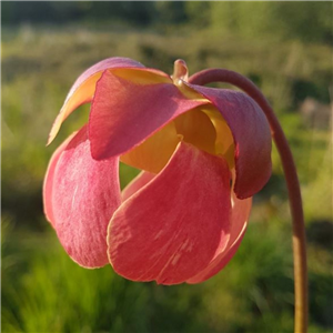 Sarracenia x H 129  Jedi