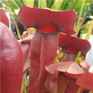 Sarracenia x H 129  Jedi