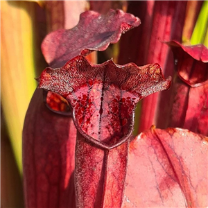 Sarracenia x H 13 (catesbyi x rubra) 1987 A. Slack