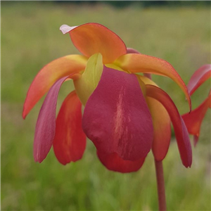 Sarracenia x H 13 (catesbyi x rubra) 1987 A. Slack