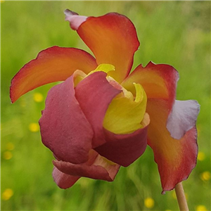 Sarracenia x H 130 parentage unknown Tara