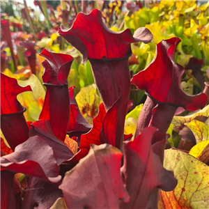 Sarracenia x H 130 parentage unknown Tara