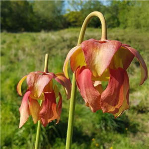 Sarracenia x H 131 Mieke