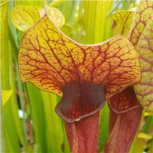 Sarracenia x H 131 Mieke