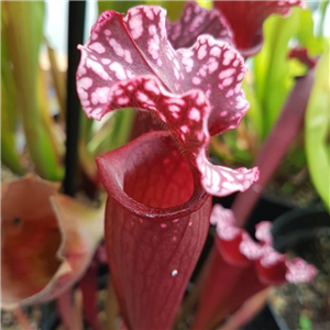 Sarracenia x H 134 Mr Purple Haze