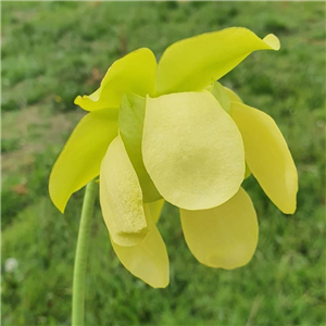 Sarracenia x H 138 Green Goddess