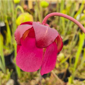 Sarracenia x H 141 Scarlet Empress