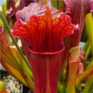 Sarracenia x H 142 Fiona