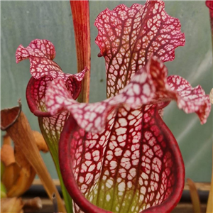 Sarracenia x H 146 Bella