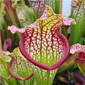 Sarracenia x H 146 Bella