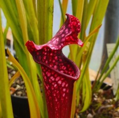 Sarracenia x H 146 Bella