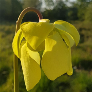 Sarracenia x H 147 red lid x flava red form