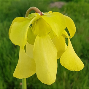 Sarracenia x H 147 red lid x flava red form