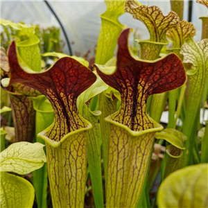 Sarracenia x H 147 red lid x flava red form