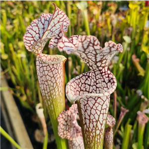 Sarracenia x H 149 Helmuts Delight