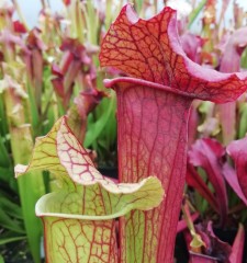 Sarracenia x H 15 Evendine (seed)