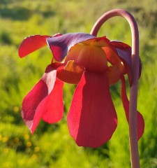 Sarracenia x H 15 Evendine (seed)