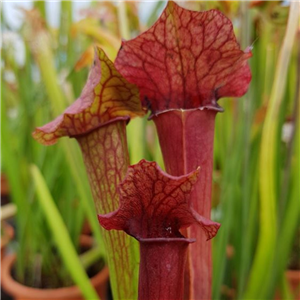 Sarracenia x H 15 Evendine (seed)