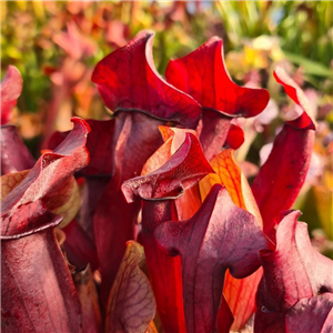 Sarracenia x H 153 exornata all red form