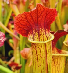 Sarracenia x H 157 Ann Mundy