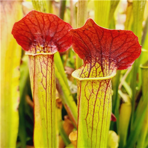 Sarracenia x H 157 Ann Mundy