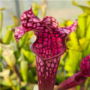 Sarracenia x H 159 Danas Delight (seed)